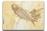 Detailed Fossil Fish (Knightia) - Wyoming #357546-1